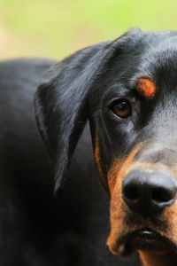 Close-up portrait of dog