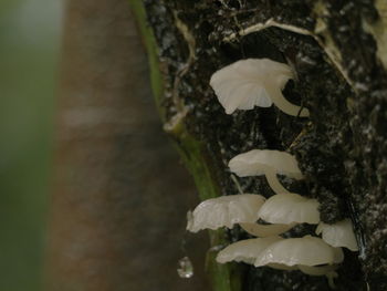 Close-up of white flowers blooming outdoors