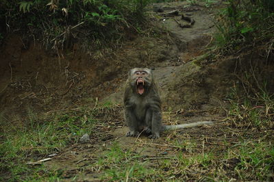 Portrait of a monkey in a forest