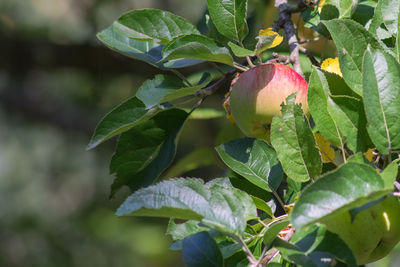 Close-up of strawberry growing on tree