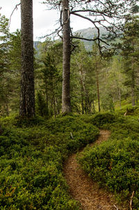 View of a forest