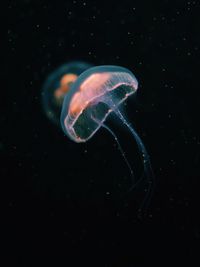 Close-up of jellyfish in water