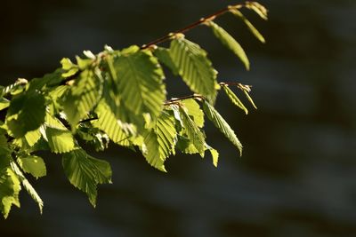 Close-up of leaves on plant