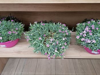 High angle view of potted plants on wooden table