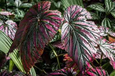 Close-up of plant