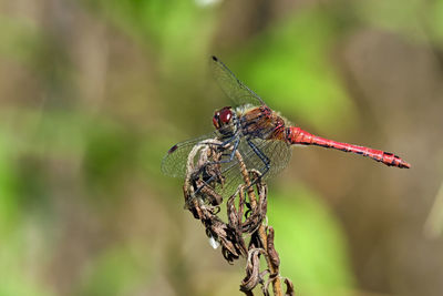 Close-up of dragonfly on leaf