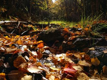 Autumn trees in forest