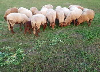 View of sheep on field