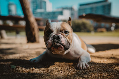 French bulldog chilling relaxing in the park