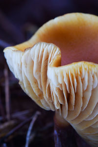 Close-up of mushroom