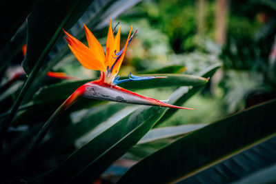 Close-up of orange flower blooming outdoors