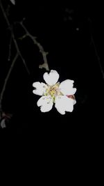 Close-up of flower against black background