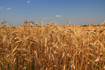 Wheat field against sky