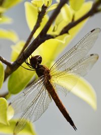 Close-up of dragonfly on leaf
