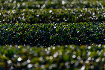 Close-up of wet plants