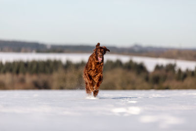 Red irish setter running in the snow looking at camera 