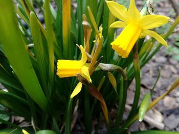 Close-up of yellow flowering plant