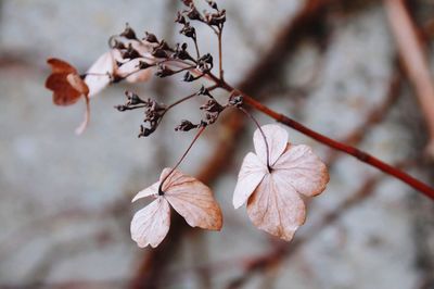 Close-up of flowers on branch