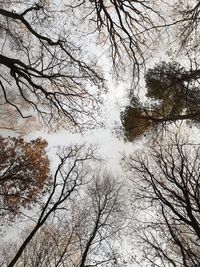 View of bare trees in winter