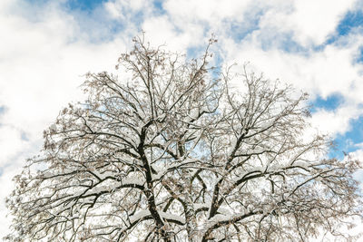 Low angle view of bare tree against sky