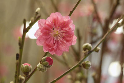 Close-up of pink cherry blossom