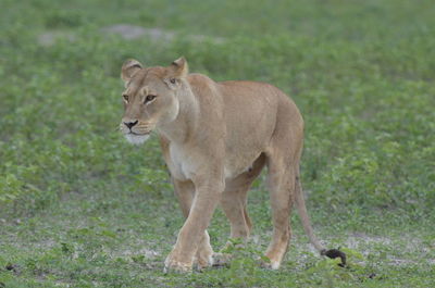 Portrait of a cat on field