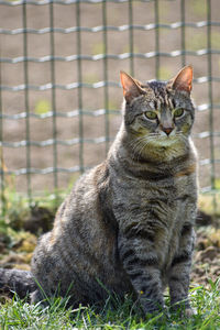 Cat sitting on field