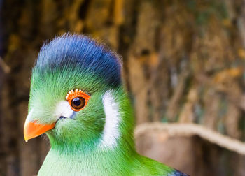 Close-up of parrot