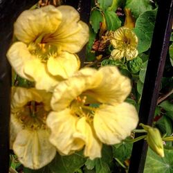 Close-up of yellow flowers