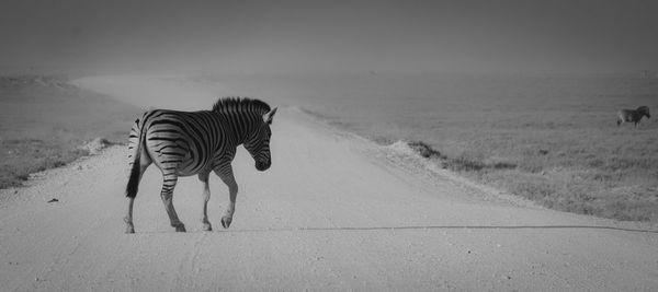 Zebra walking on road against sky