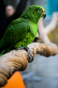 Close-up of parrot