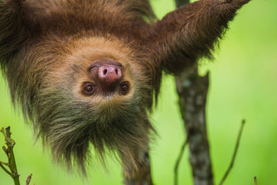 Close-up of hoffman two-toed sloth on tree