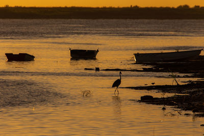 Silhouette ducks on lake against sky during sunset