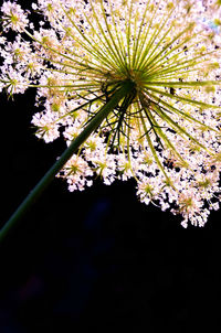 Low angle view of pink flowers blooming in garden