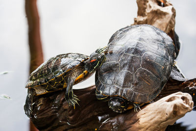 Close-up of turtle