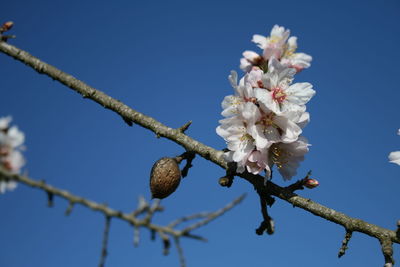 Low angle view of cherry blossom against blue sky