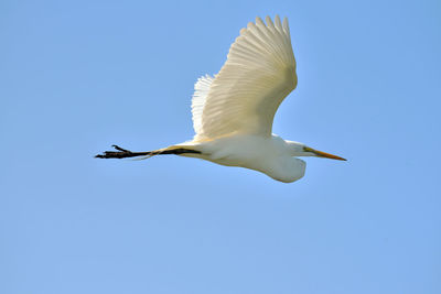 Low angle view of egret flying against clear blue sky