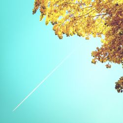 Low angle view of trees against clear blue sky