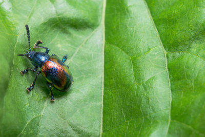 Close-up of insect on leaf