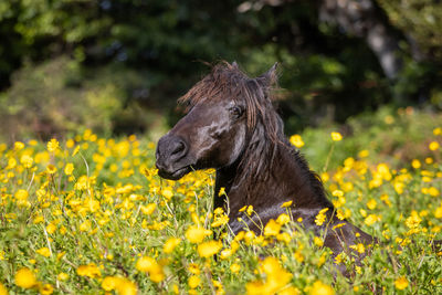 Horse photography, outdoors, happy animals on a flower field having fun.