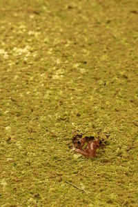 High angle view of a horse on field