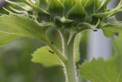 Close-up of insect on leaves