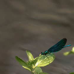 Close-up of insect on leaf