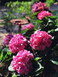 Close-up of pink flowers blooming outdoors