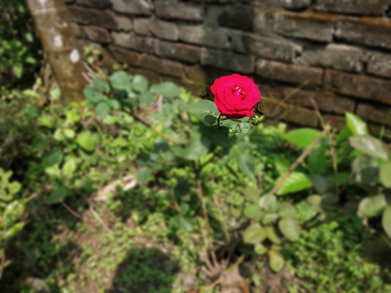 CLOSE-UP OF PINK ROSE WITH RED FLOWER