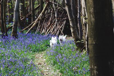 Close-up of cat looking up