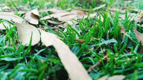 Close-up of grass on field