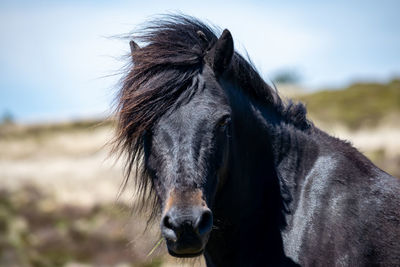 Wild stallion on dartmoor