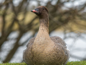 Close-up of goose relaxing on field