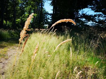 Scenic view of forest